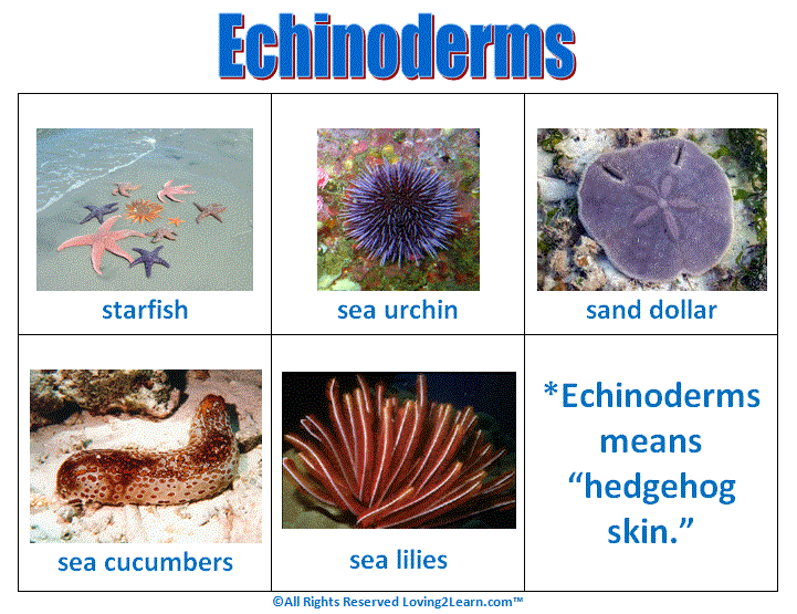 Echinoderms